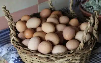 All Eggs in One Basket