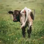 Methane gas from cows